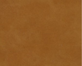 Corteccia